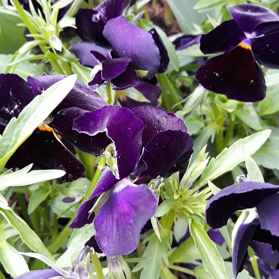 scubastackpool banner