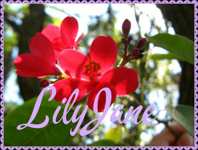 lilliajane's profile banner image