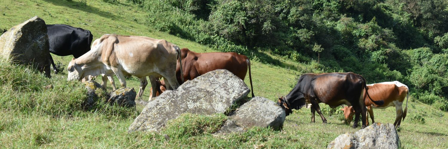 Kenya Veterinary Association (KVA) banner