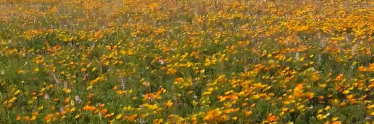 حمدان بن مطلق بن سماح banner