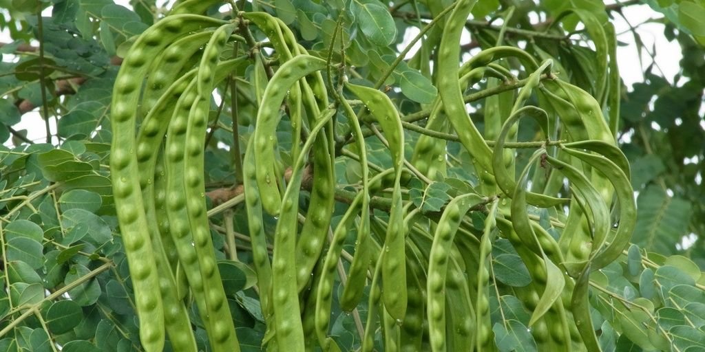 aawsibagolo's profile banner image