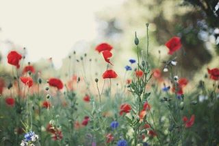 Colette Pretorius banner