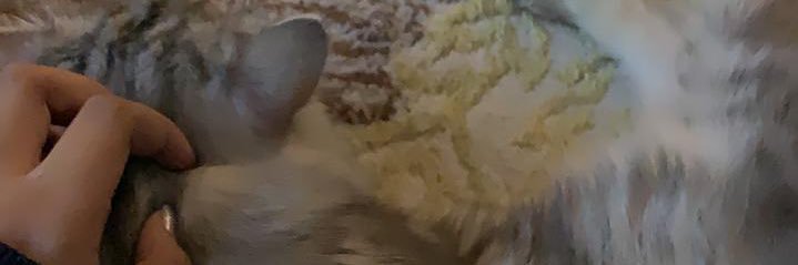 •͈ ༝ •͈ᐝ's banner