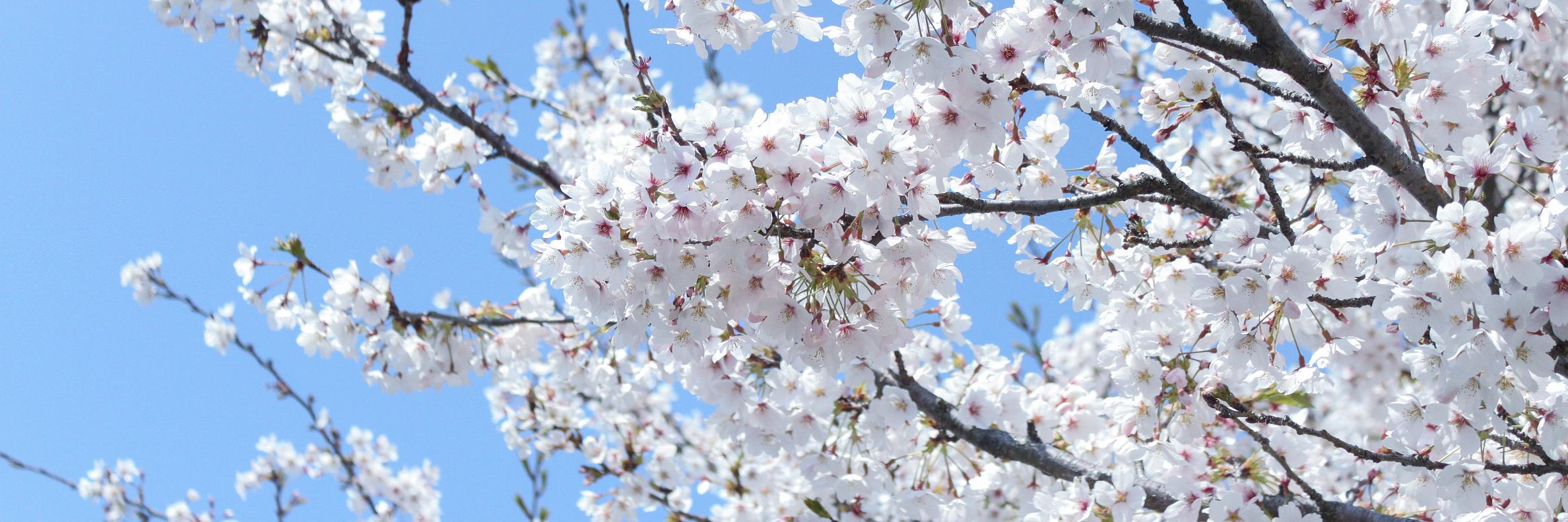 full＠桜 八重's banner