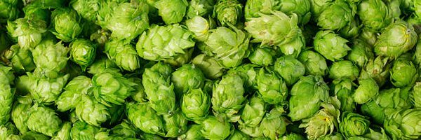 HackensackBrew1 Profile Banner
