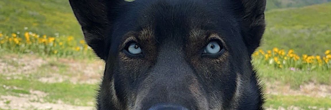 RyleeSchwitzer's profile banner image