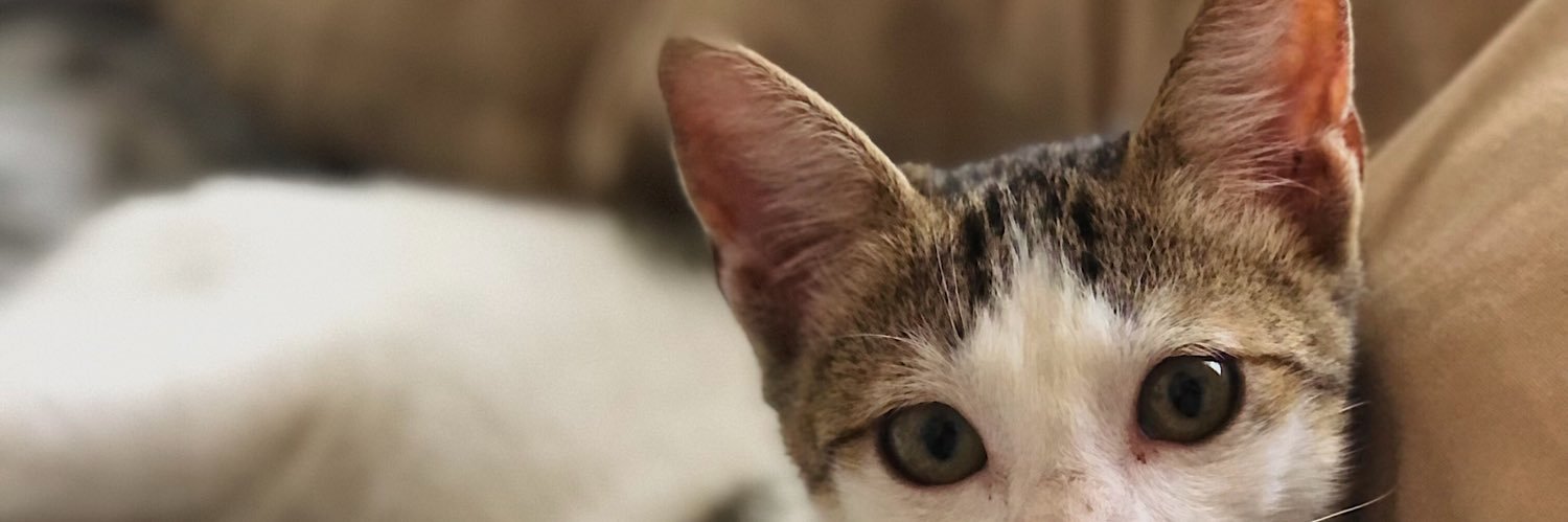 Morinski 🦖 banner