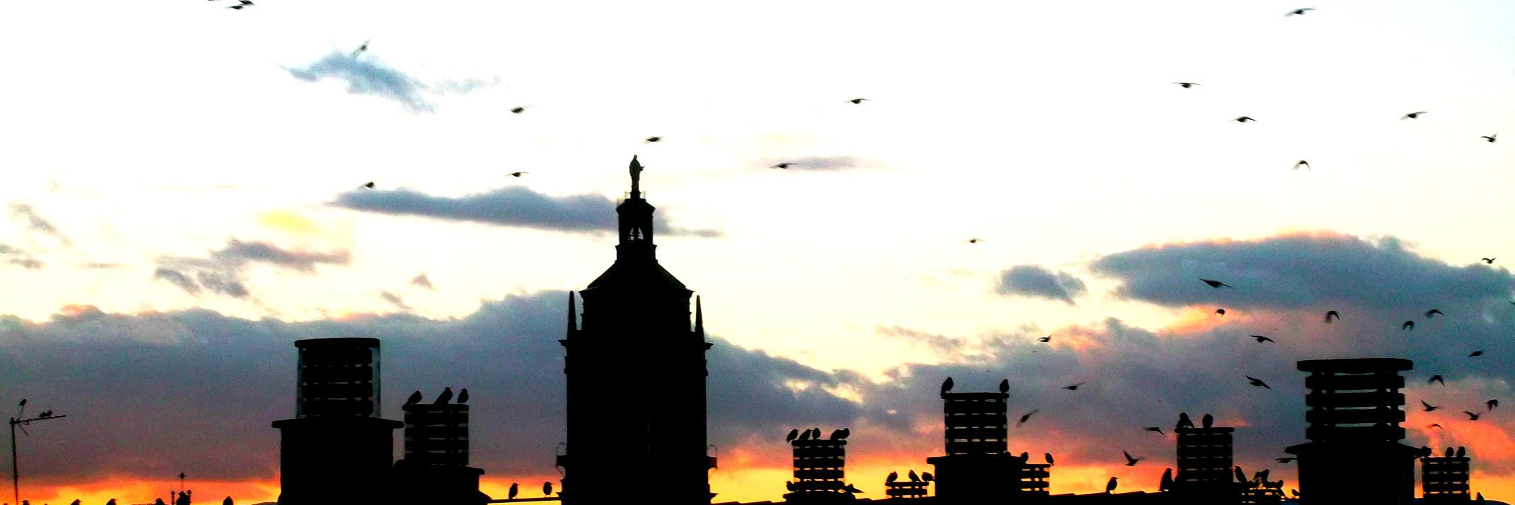 peppotaje's profile banner image