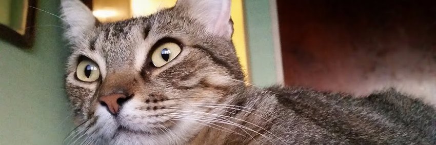 salgueiroc's profile banner image