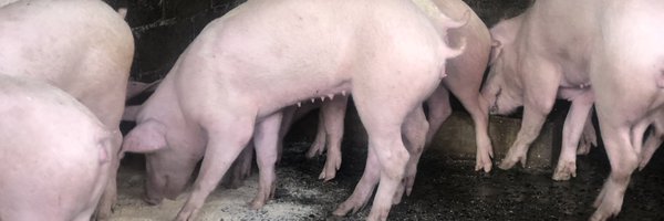 zedcreative Profile Banner