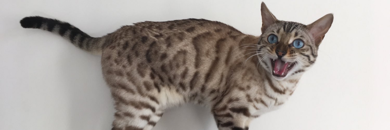 Minnie The Bengal Cat banner