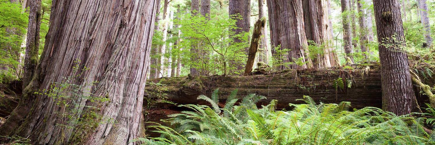 AncientForestBC's profile banner image