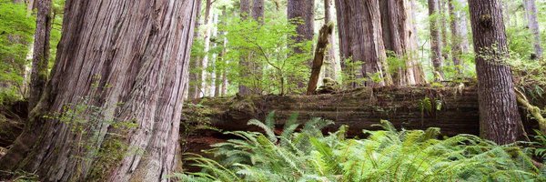 AncientForestBC Profile Banner