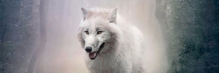 Lonor2018's profile banner image