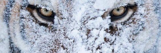 Lupusdestippa's profile banner image