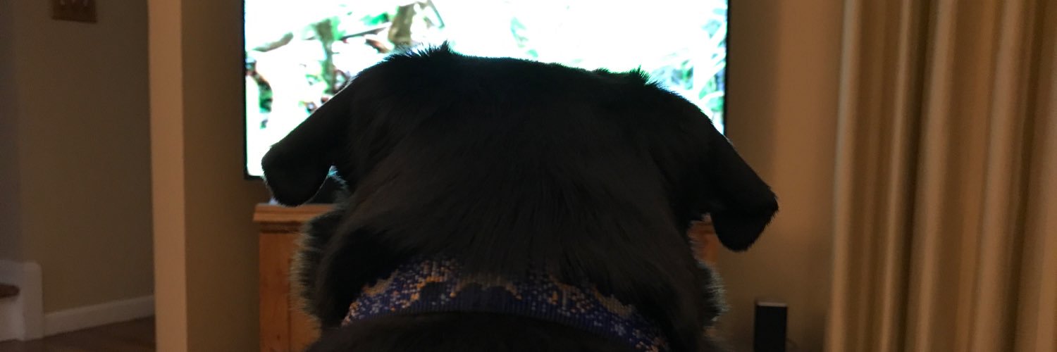 LizzyHambruch's profile banner image