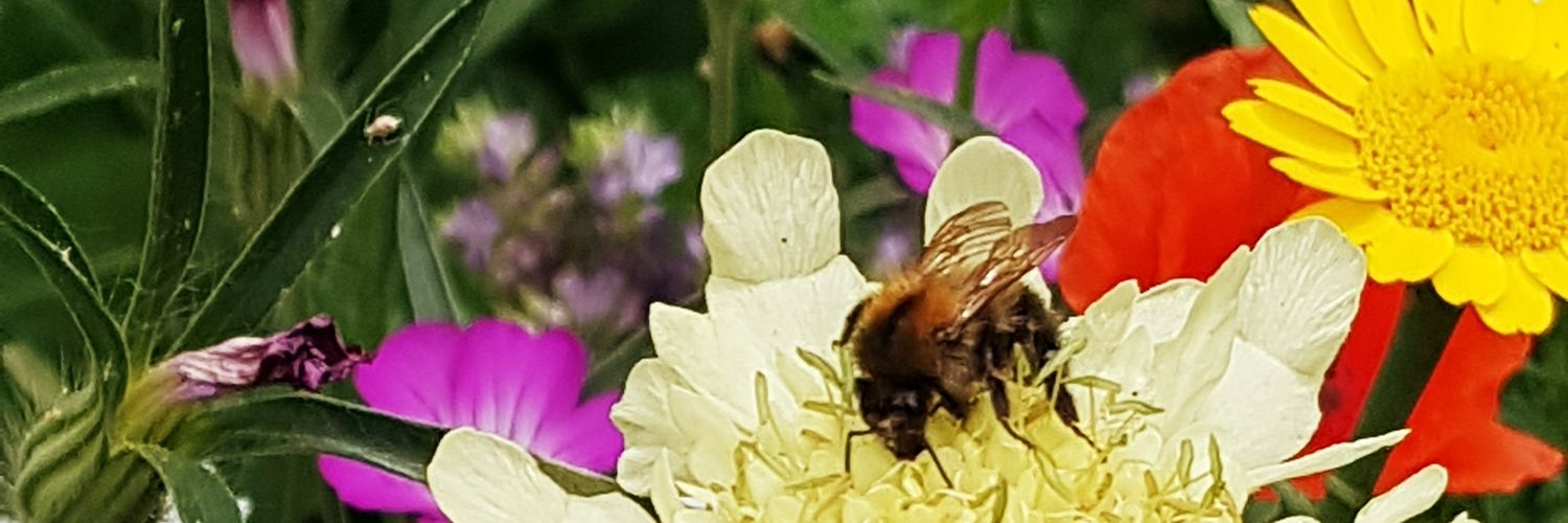LikeAVirgil 🔴🟢🐝🦔🦋🇵🇸 banner