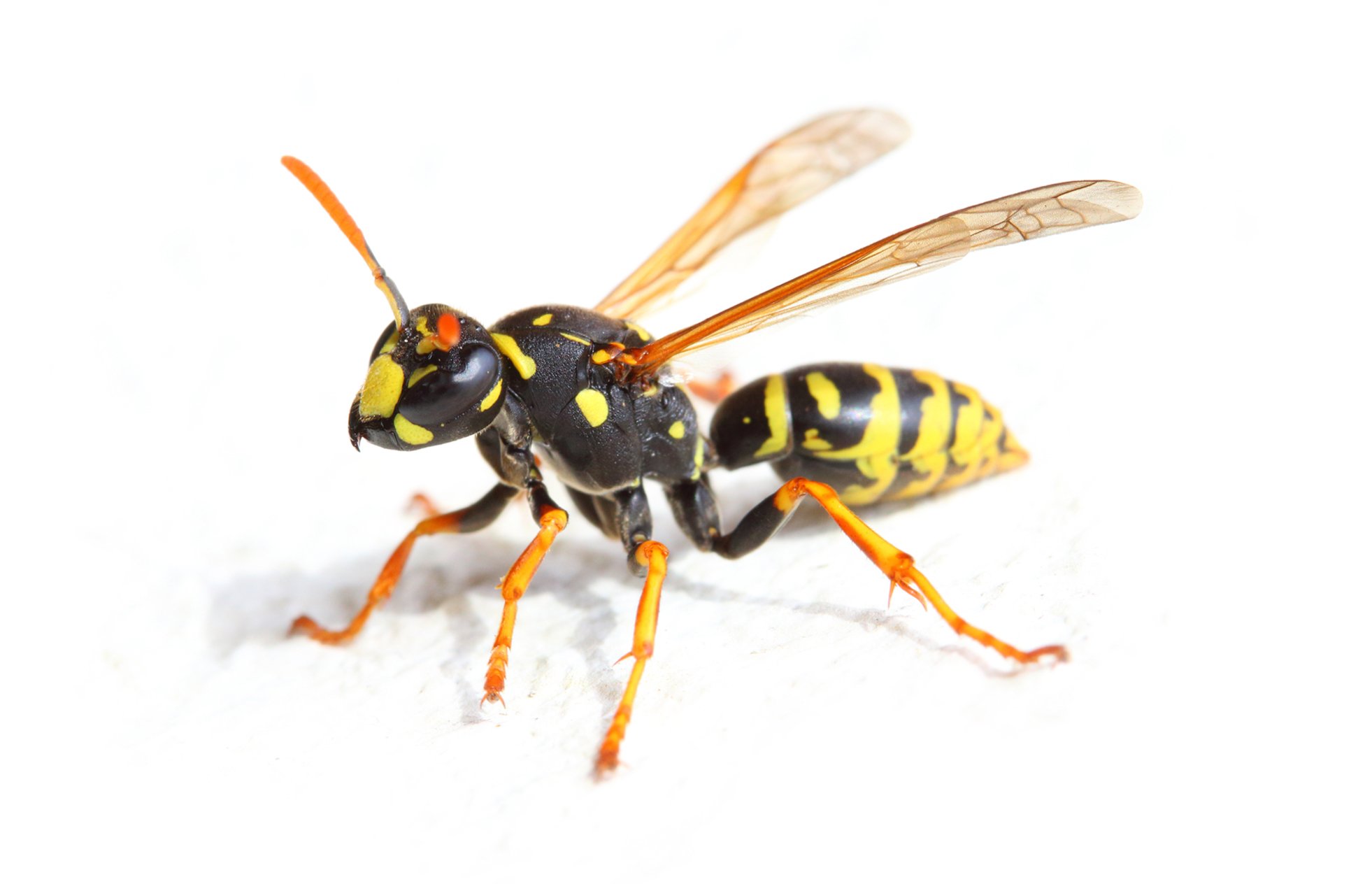 Hymenoptera_pics banner