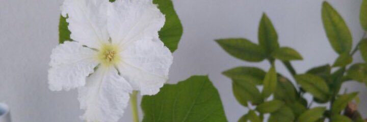 nihaldenli's profile banner image