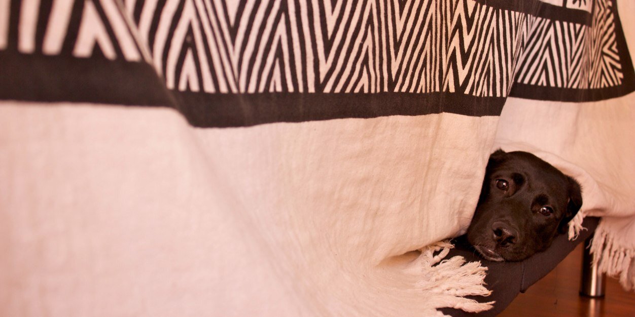 Adriana Echeverry banner
