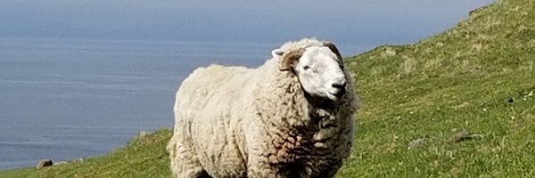 SuzanneMeeks9 Profile Banner