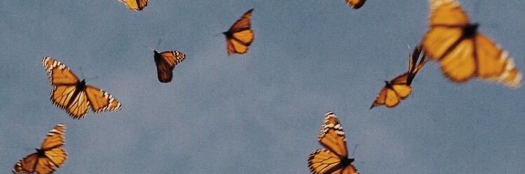 𝑺𝒂𝒔𝒔𝒚. banner