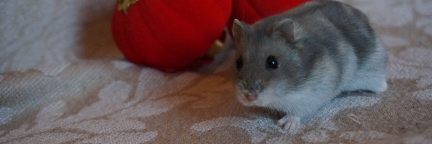 HamSesame's profile banner image