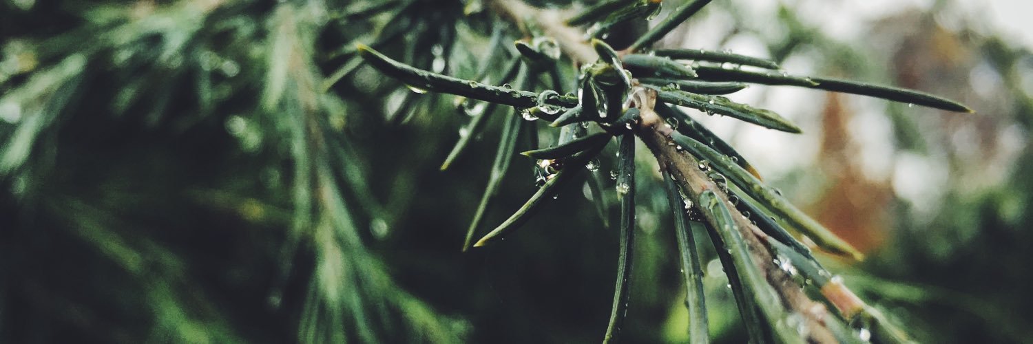 OwlofMidnight's profile banner image