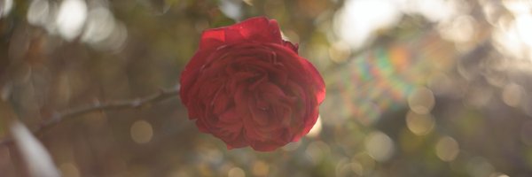 blessingZwin Profile Banner