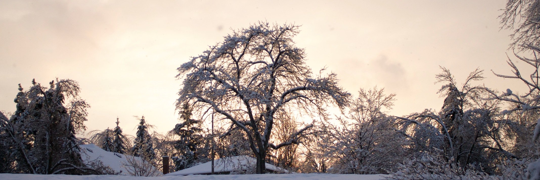 Melissa Palleschi banner