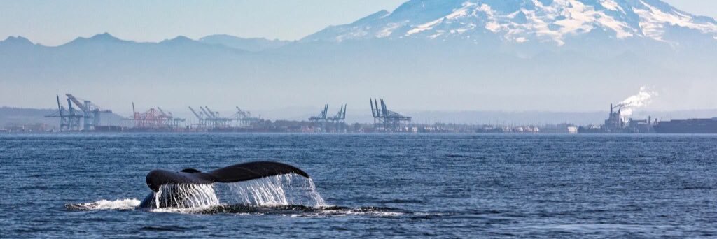 tim_rioux's profile banner image