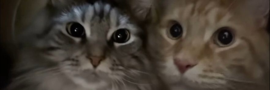 ~NUNE~🤍💙😺🌈 banner