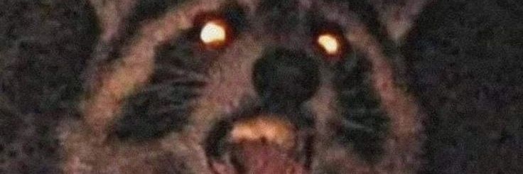 Zve banner