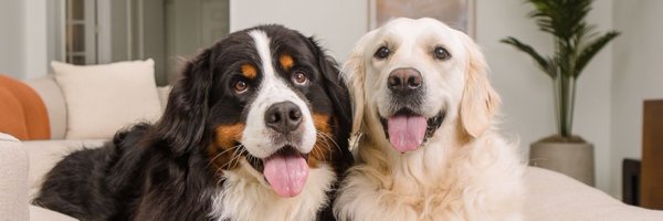 Tralallama Profile Banner