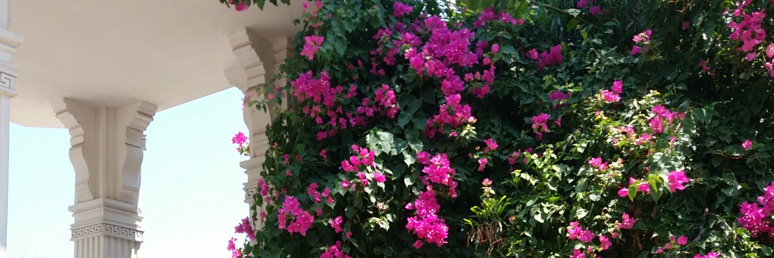 saiedrahvar's profile banner image