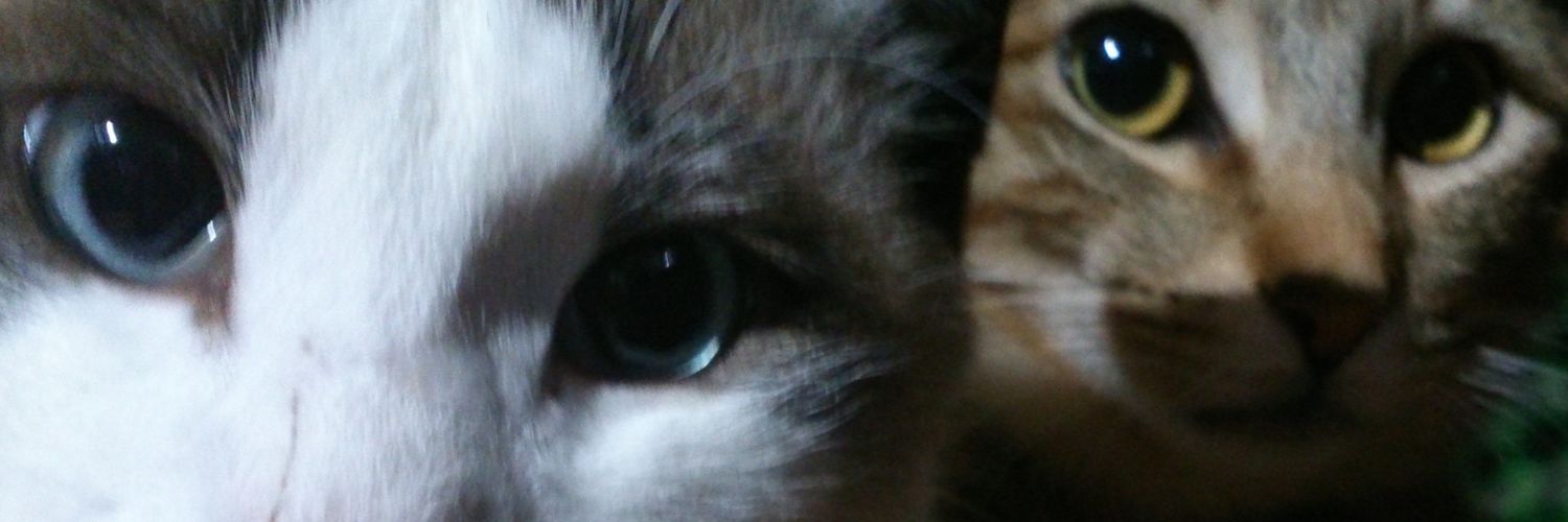 derypapa's profile banner image