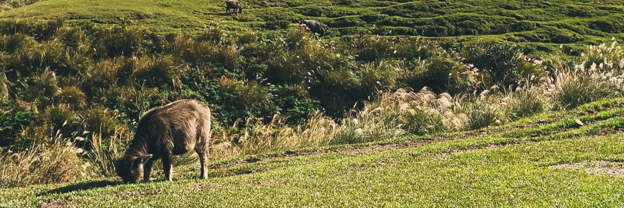 THENESTsong's profile banner image