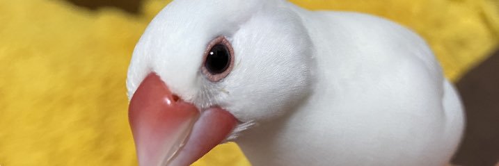 MosumosuSamosu's profile banner image