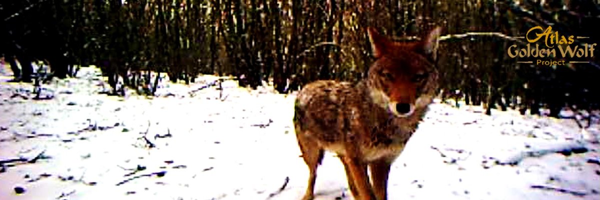AtlasGoldenWolf's profile banner image
