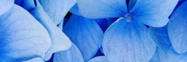 salcedopaola's profile banner image