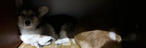Okuni12's profile banner image