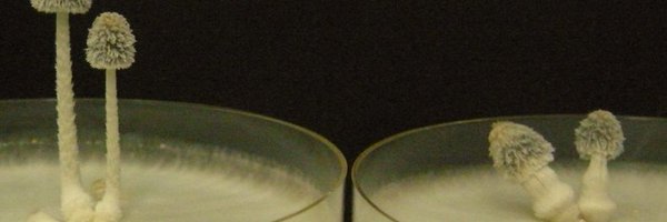 Vmate5 Profile Banner