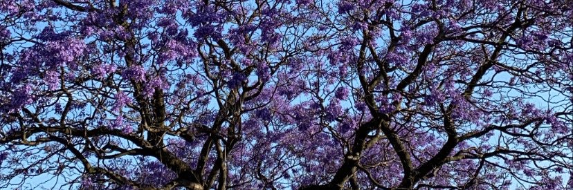 paumottaramirez's profile banner image
