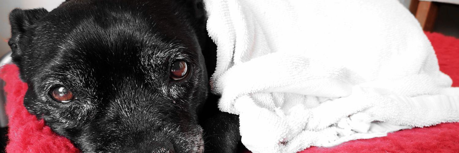 Stafford Rescue banner