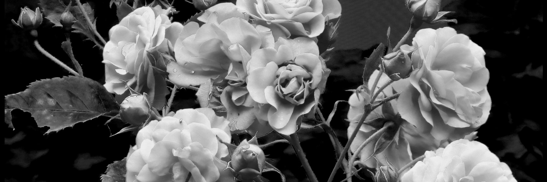 EmilySConnors's profile banner image