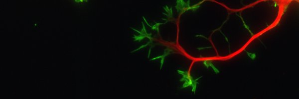 CytoskeletonUNC Profile Banner