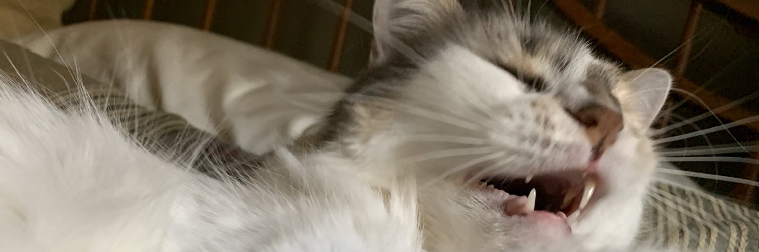 maddyintweets's profile banner image