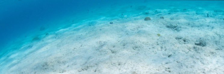 多分、ちくこ🐟🐢 banner
