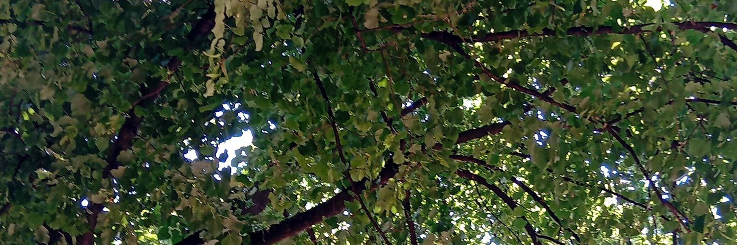 frufru63's profile banner image