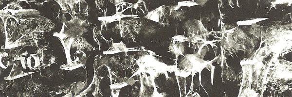 I_amCarole's profile banner image